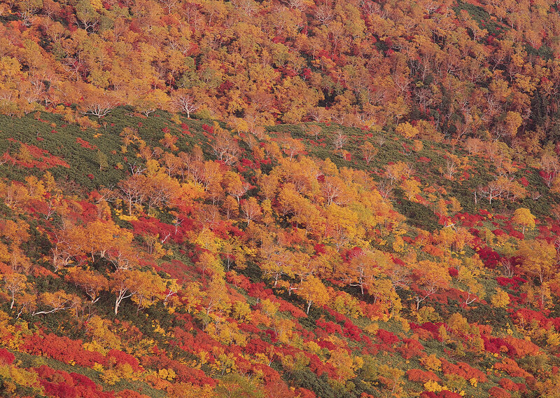 Autumn Forest on Hillside — Red, Serene, Photograph, Trees, Hills, Foliage, Orange