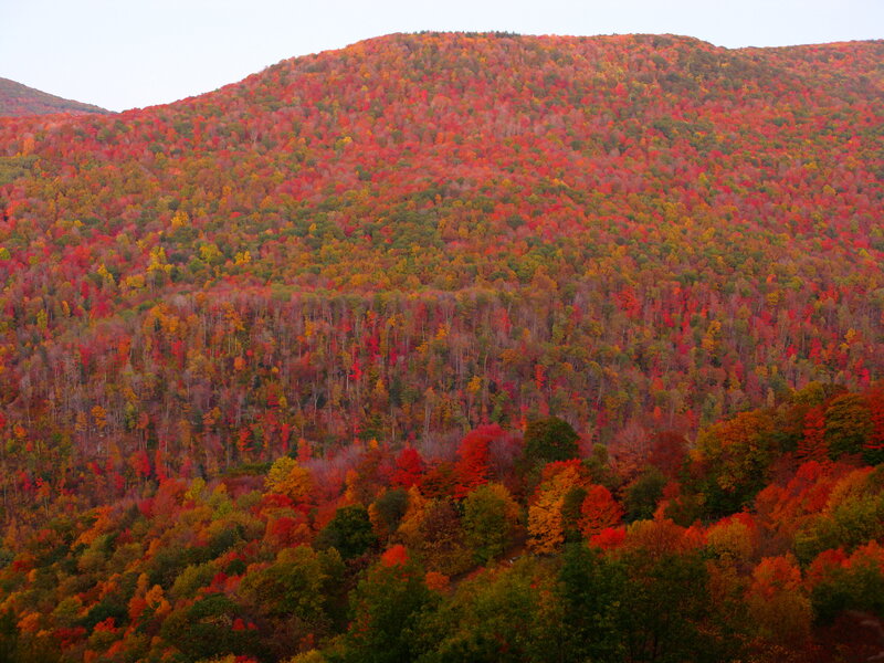 Autumn Forest on Hillside — Red, Serene, Photograph, Trees