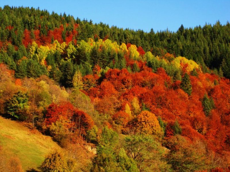 Autumn Forest on Hillside — Red, Serene