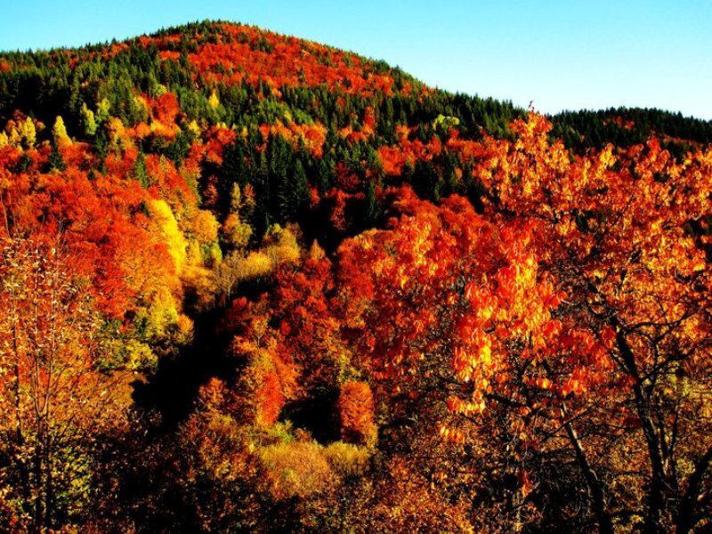 Autumn Forest on Hillside — Red