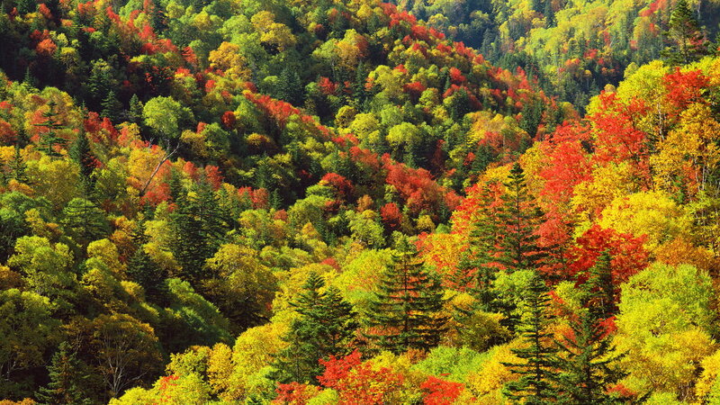 Autumn Forest on Hillside — Red, Vibrant, Photograph