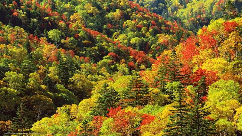 Autumn Forest on Hillside — Red, Vibrant, Photograph, Trees, Hills, Foliage