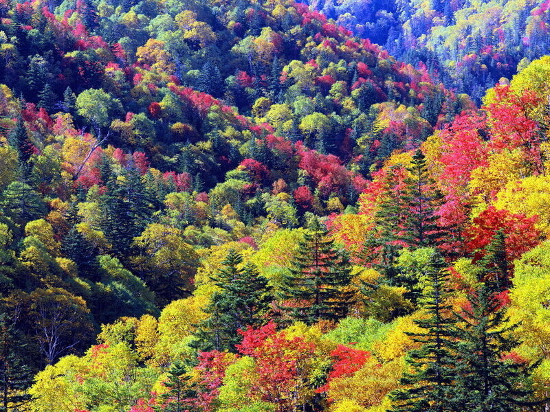Autumn Forest on Hillside — Red, Vibrant, Photograph, Trees