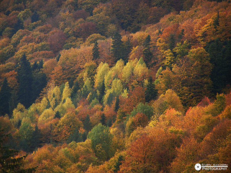 Autumn Forest on Hillside