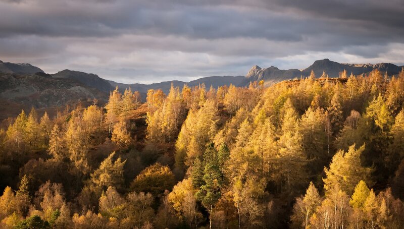 Autumn Forest on Hillside — Yellow, Dramatic