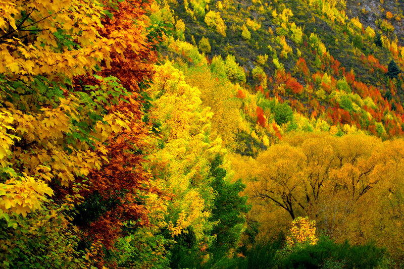 Autumn Forest on Hillside — Yellow, Serene, Photograph, Trees, Hills, Foliage