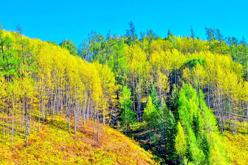 Autumn Forest on Hillside — Yellow, Serene, Photograph, Trees
