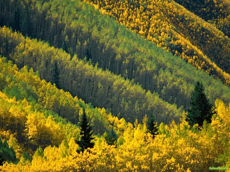 Autumn Forest on Hillside — Yellow