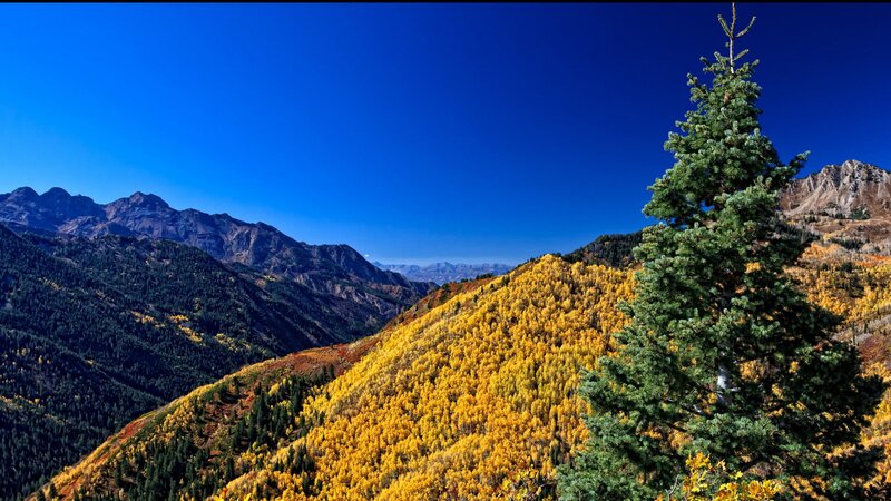 Autumn Forest on Mountain — Blue