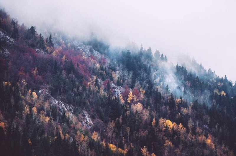 Autumn Forest on Mountain — Green, Misty, Photograph