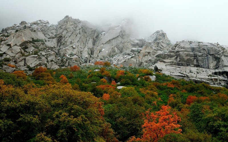 Autumn Forest on Mountain — Green, Misty