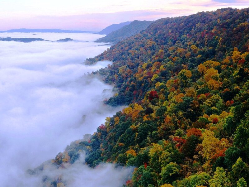 Autumn Forest on Mountain — Green, Serene