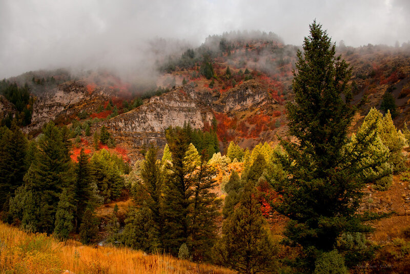 Autumn Forest on Mountain — Green