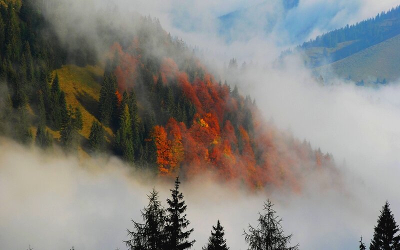 Autumn Forest on Mountain — Orange