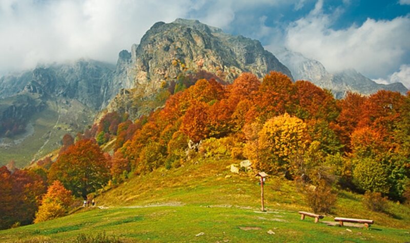 Autumn Forest on Mountain