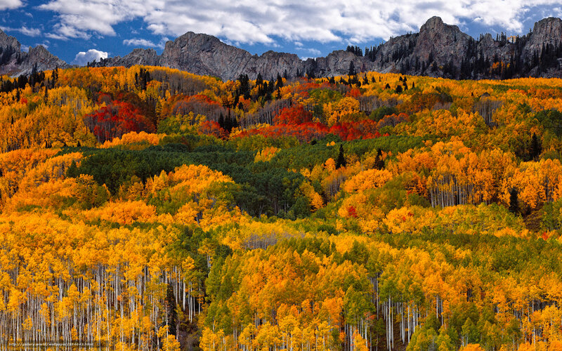 Autumn Forest on Mountainside — Orange