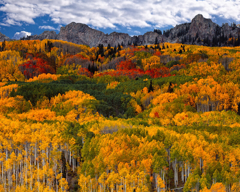 Autumn Forest on Mountainside
