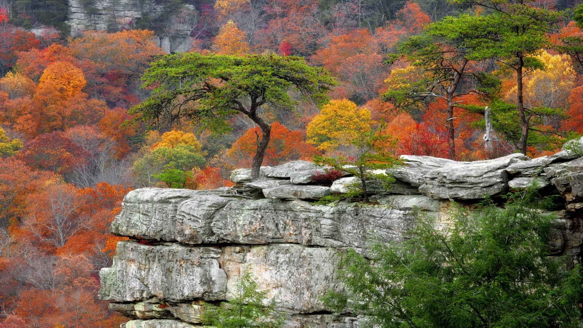 Autumn forest on rocky cliff
