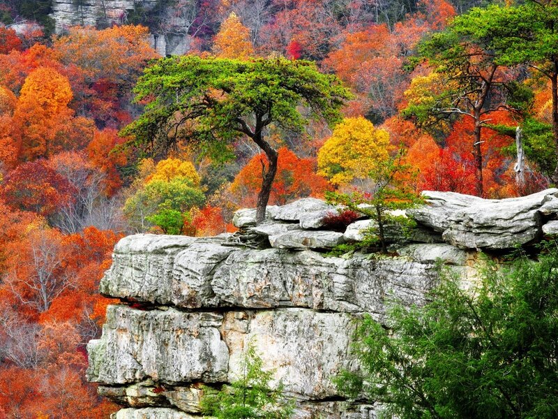 Autumn forest on rocky cliff
