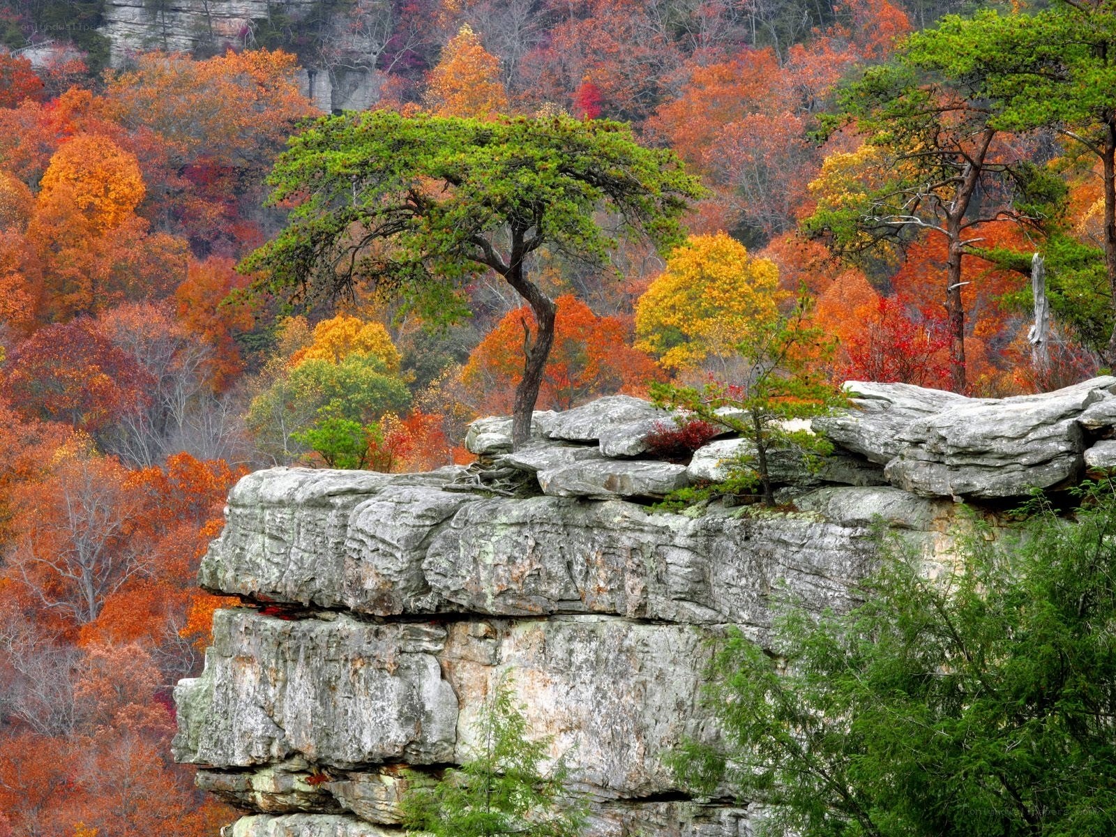 Autumn forest on rocky cliff