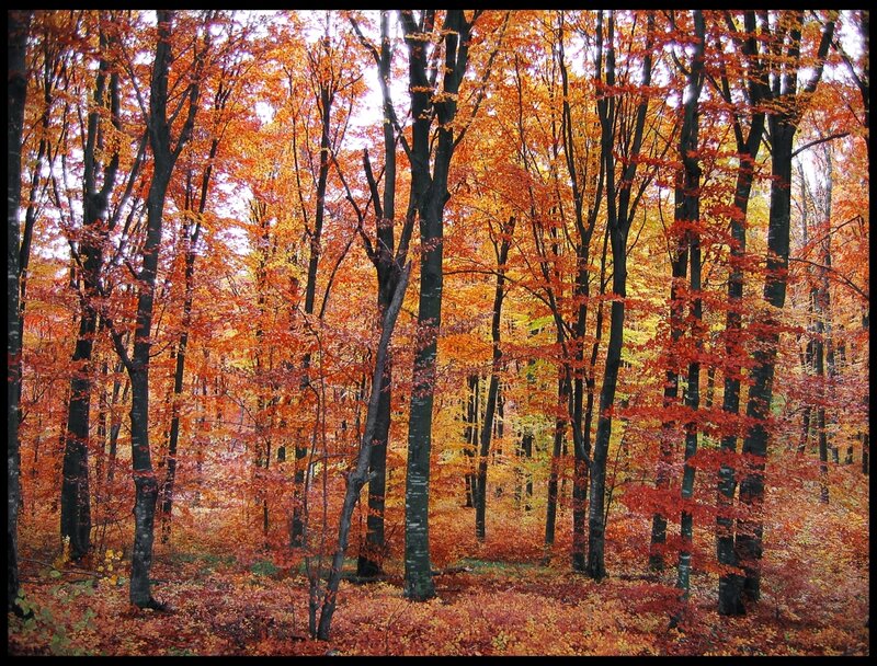 Autumn Forest — Orange, Serene, Photograph