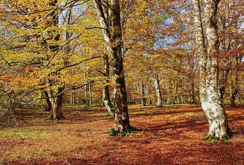 Autumn Forest — Orange, Serene, Photograph, Trees