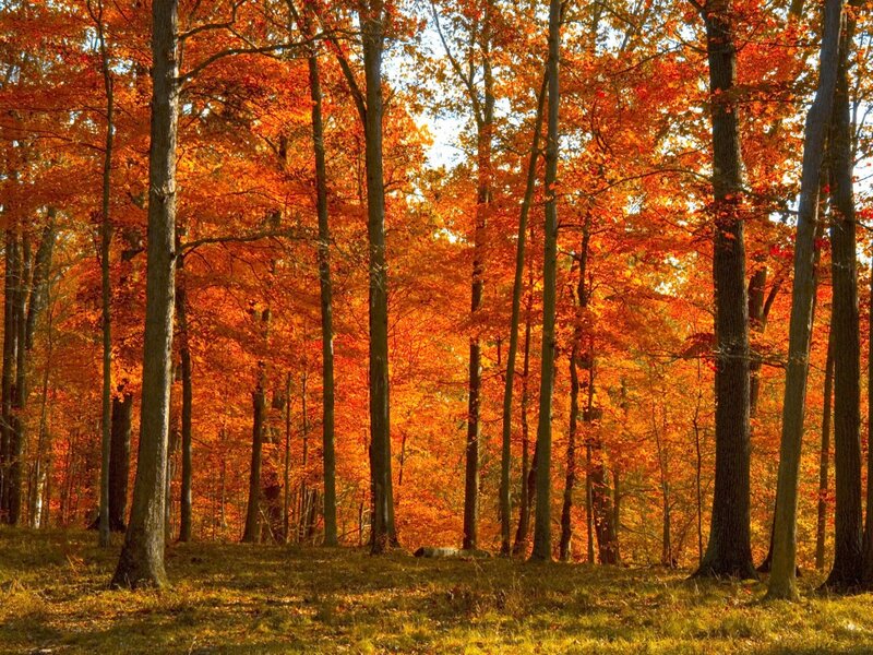 Autumn Forest — Orange, Serene