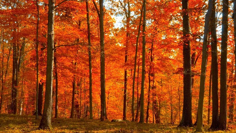 Autumn Forest — Orange