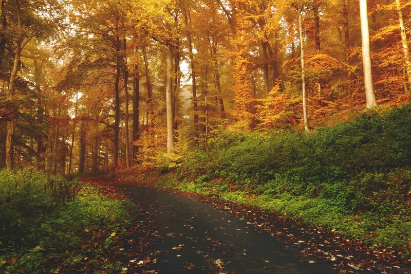 Autumn forest path