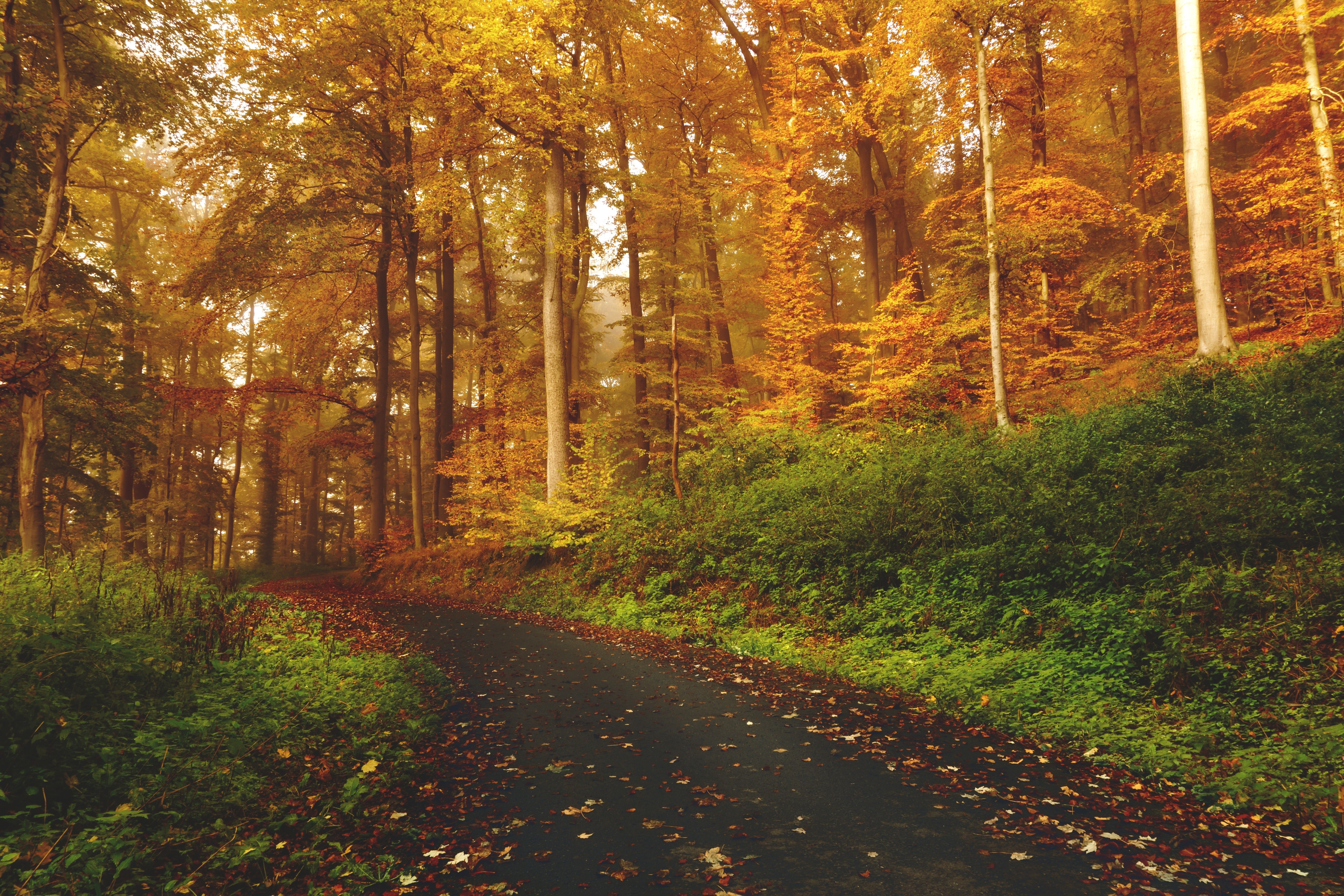 Autumn forest path