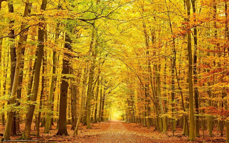 Autumn forest path