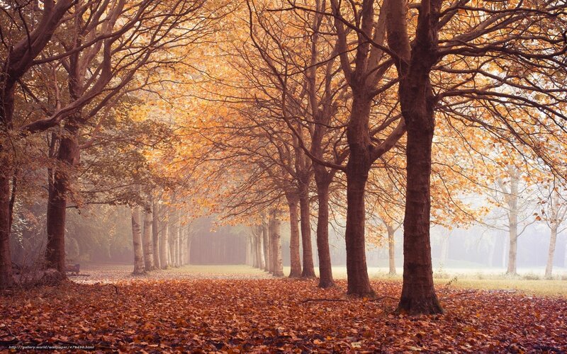 Autumn forest path