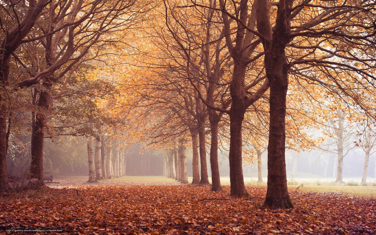 Autumn forest path