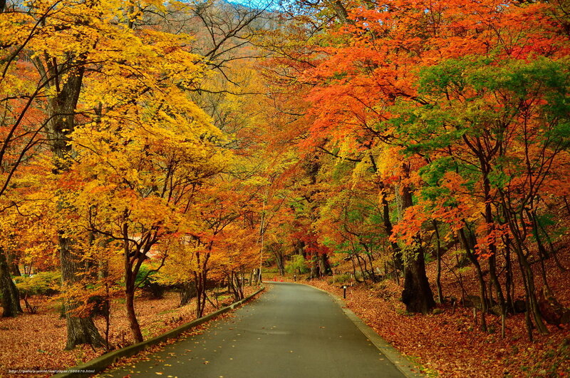 Autumn forest path