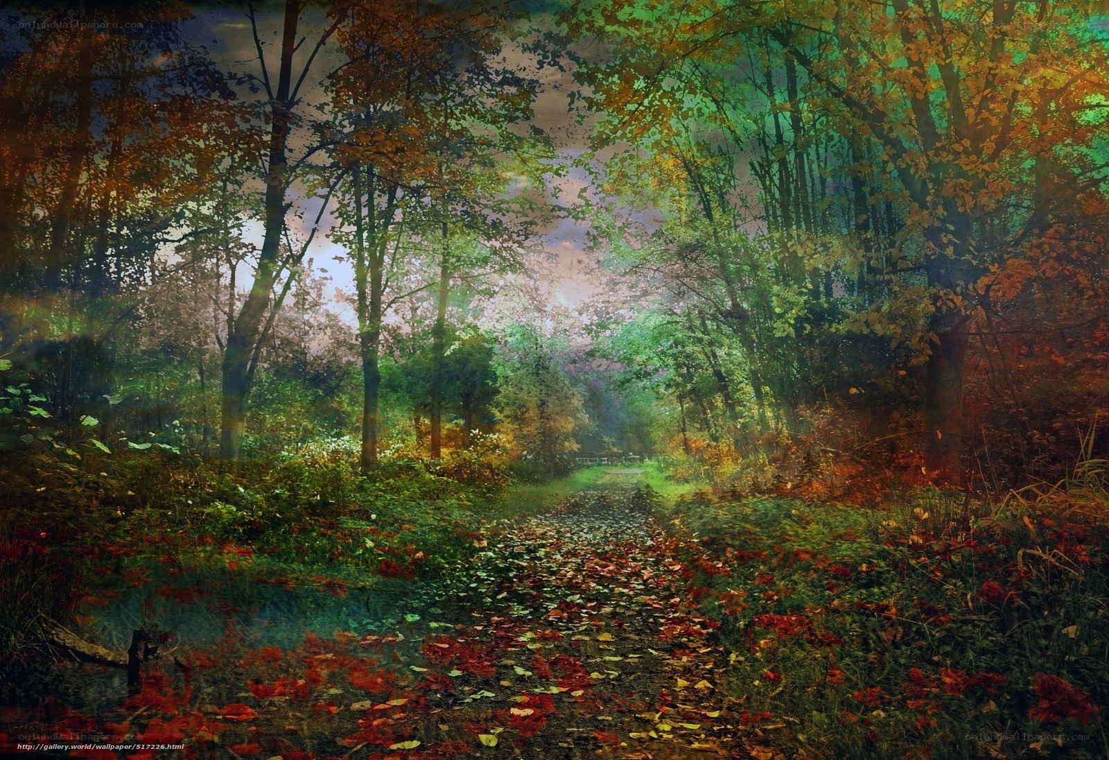 Autumn forest path