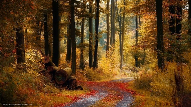 Autumn forest path