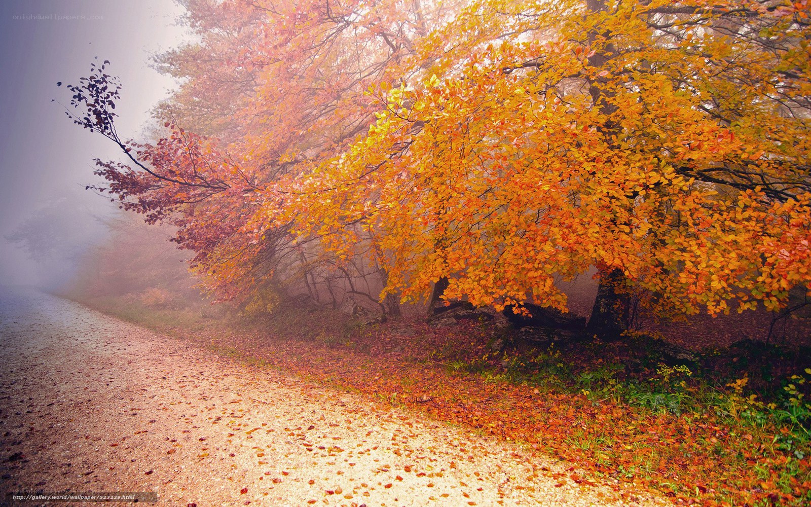 Autumn forest path