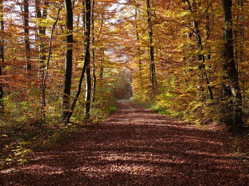 Autumn forest path