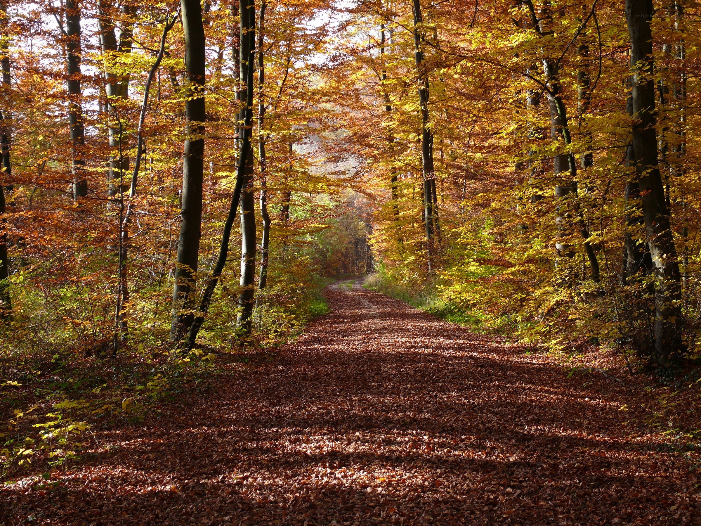Autumn forest path