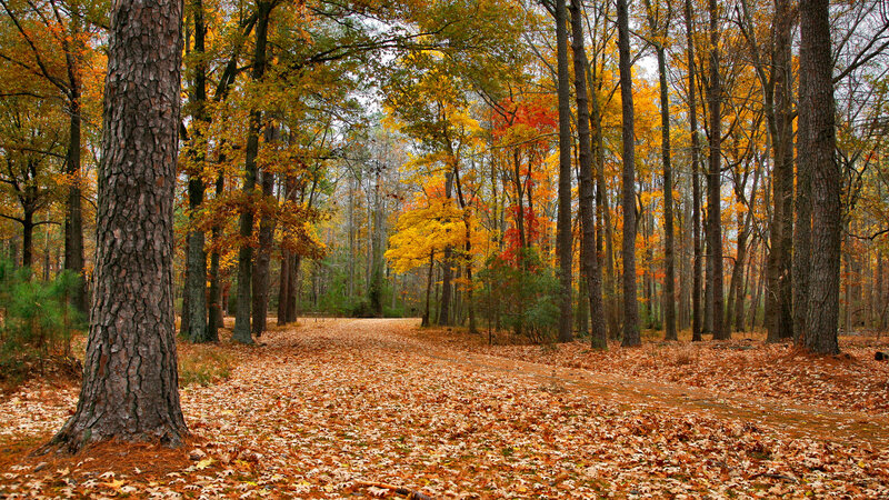 Autumn forest path