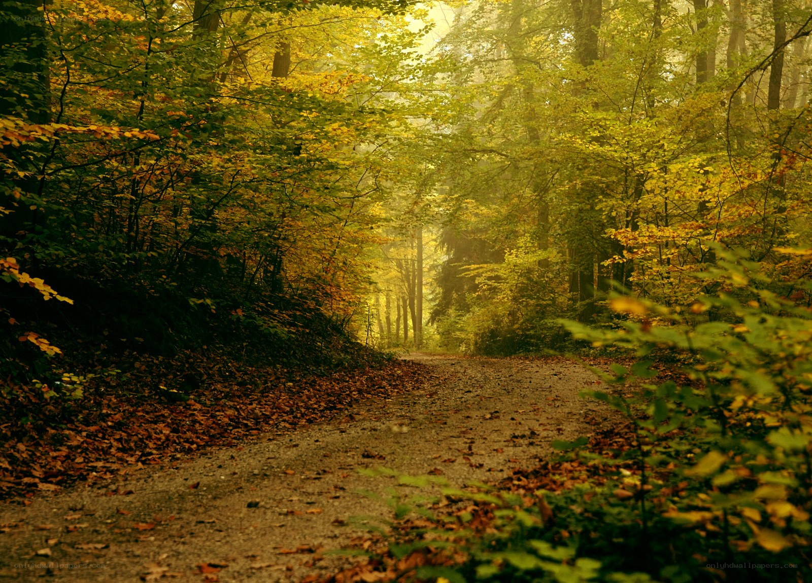 Autumn forest path