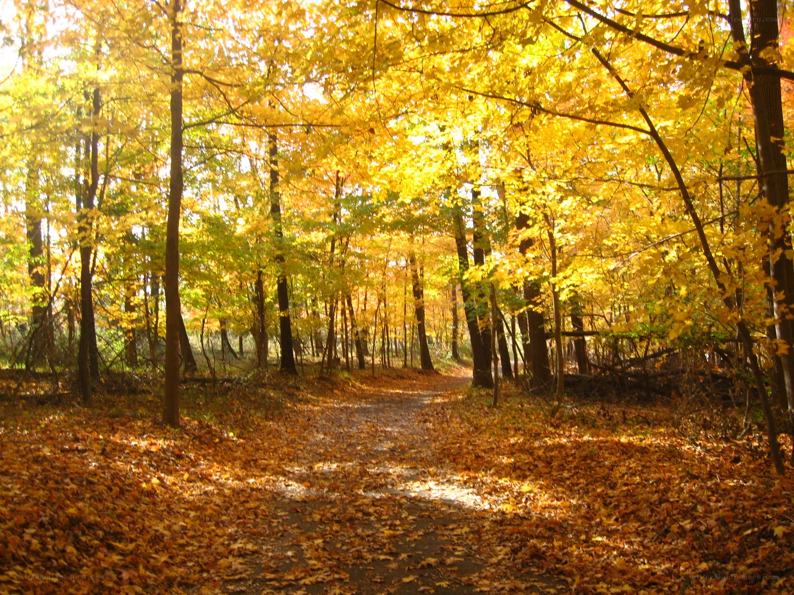 Autumn forest path