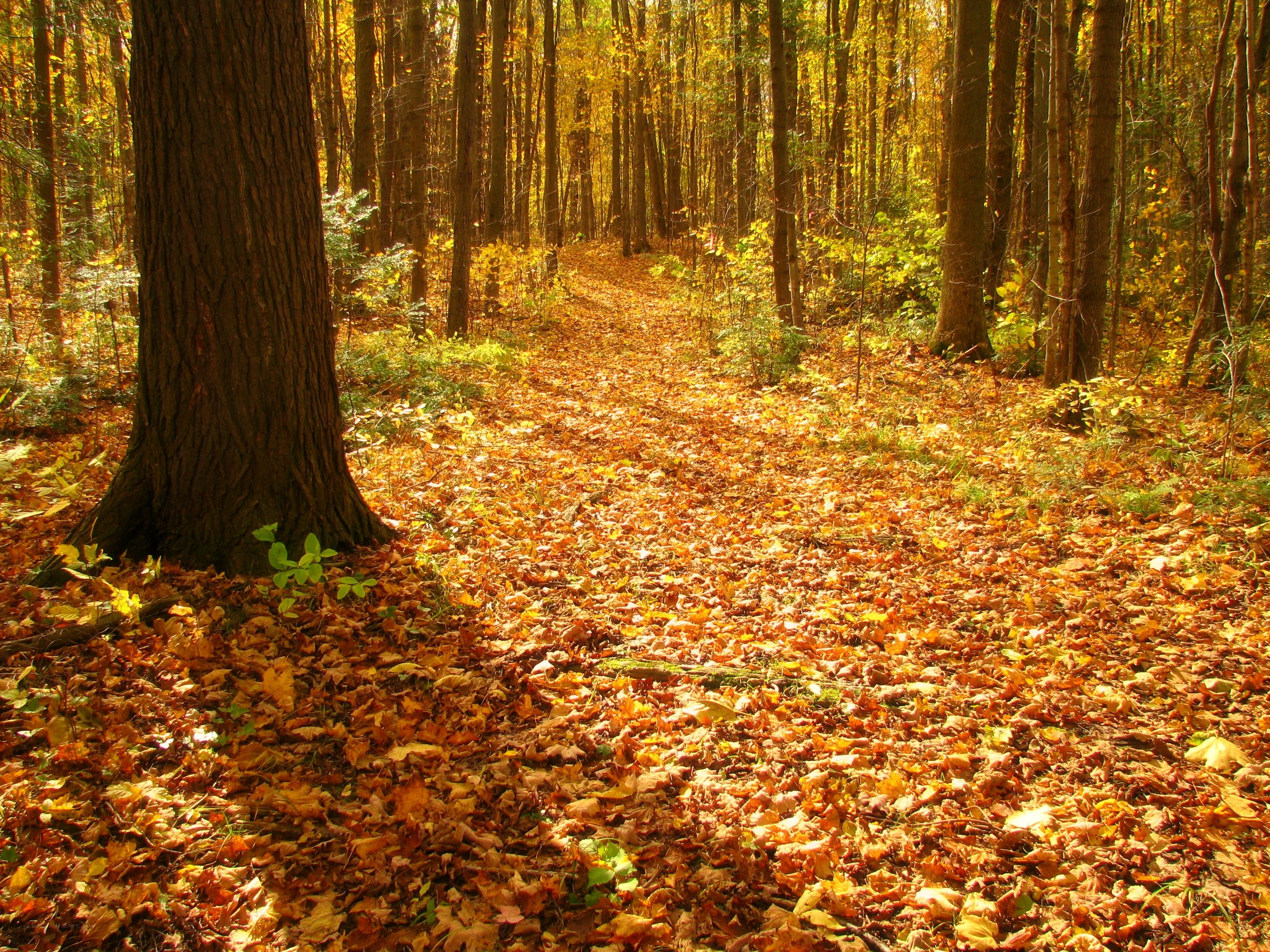 Autumn forest path