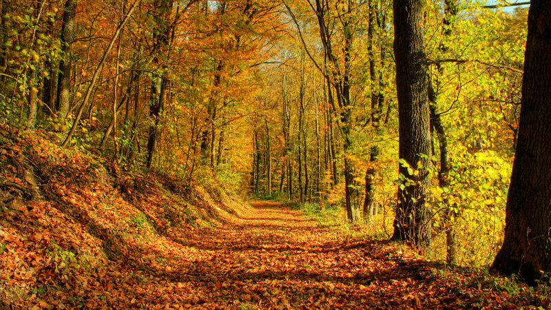 Autumn forest path
