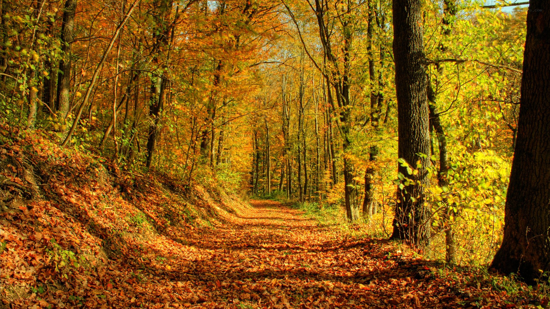 Autumn forest path