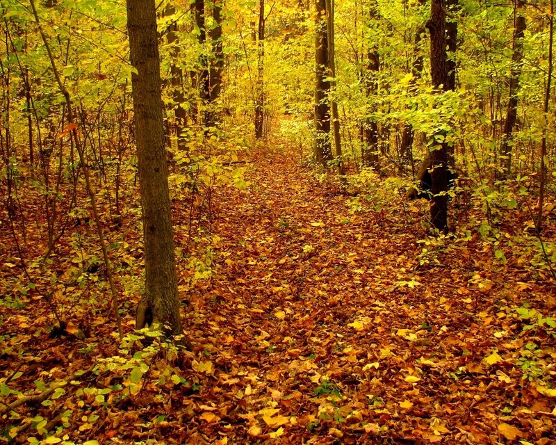 Autumn forest path