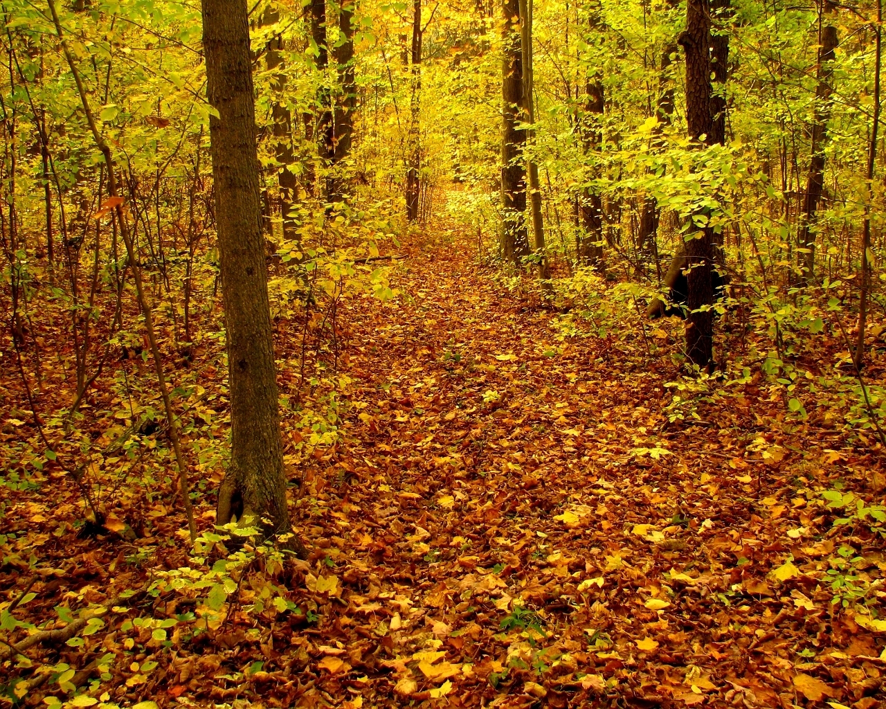 Autumn forest path