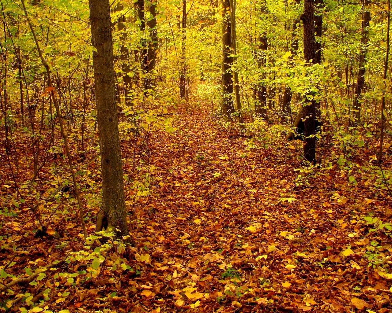 Autumn forest path