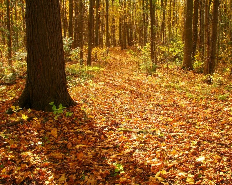 Autumn forest path