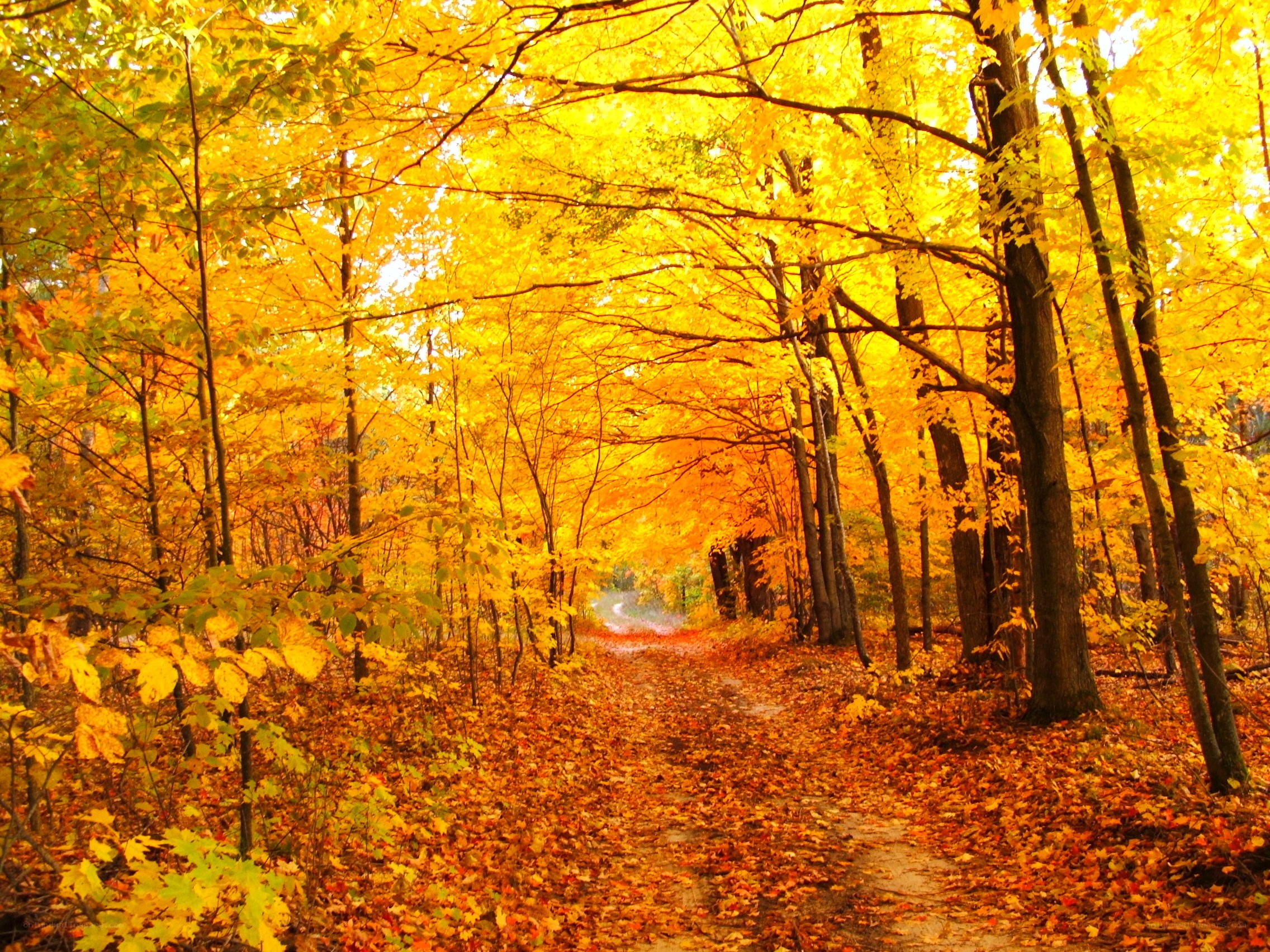 Autumn forest path